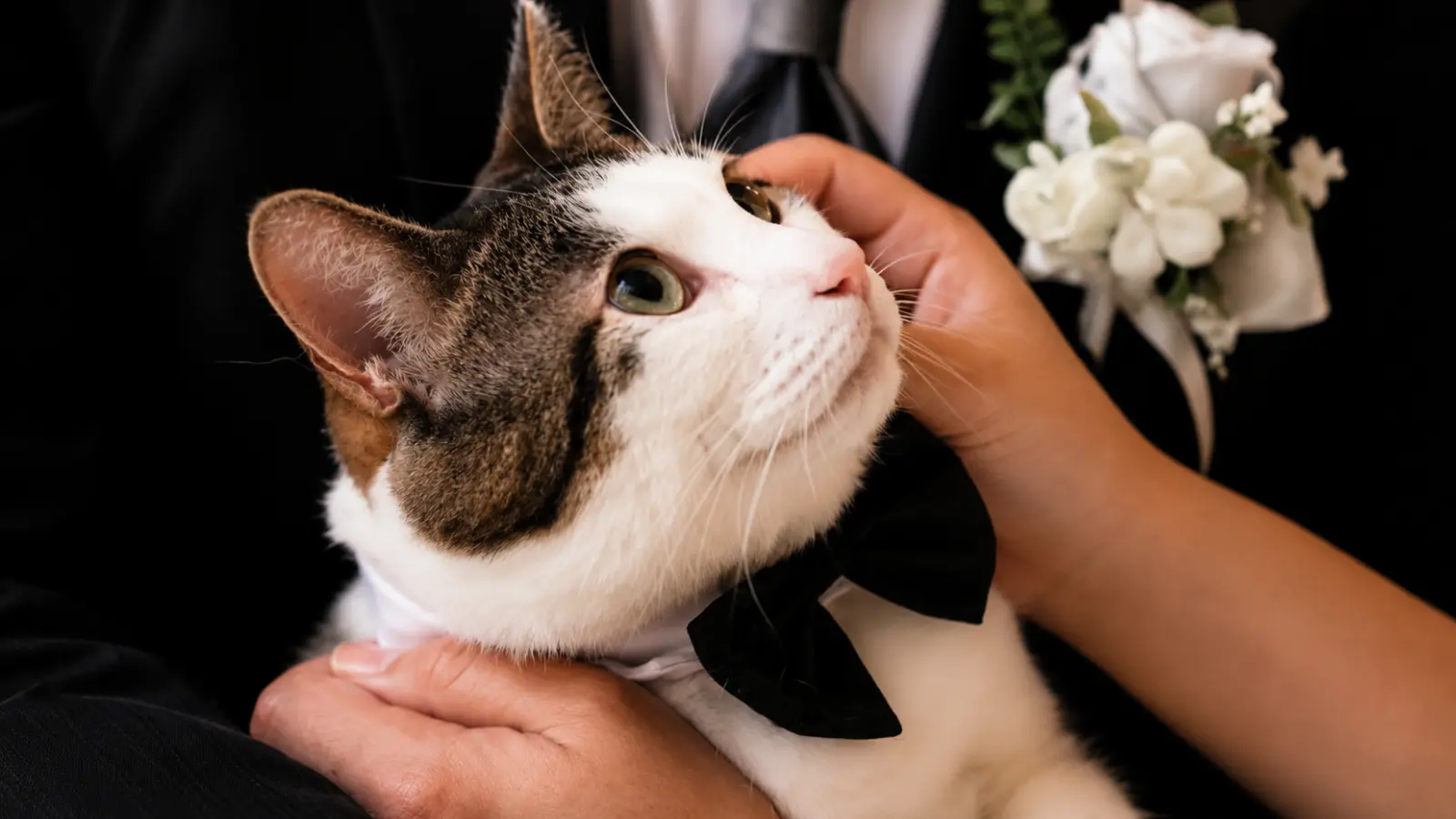 Pet cat wearing a formal bow tie while posing with the wedding couple