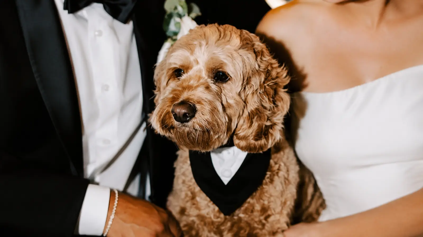 Cockapoo wearing a black tuxedo while posing with the newlyweds