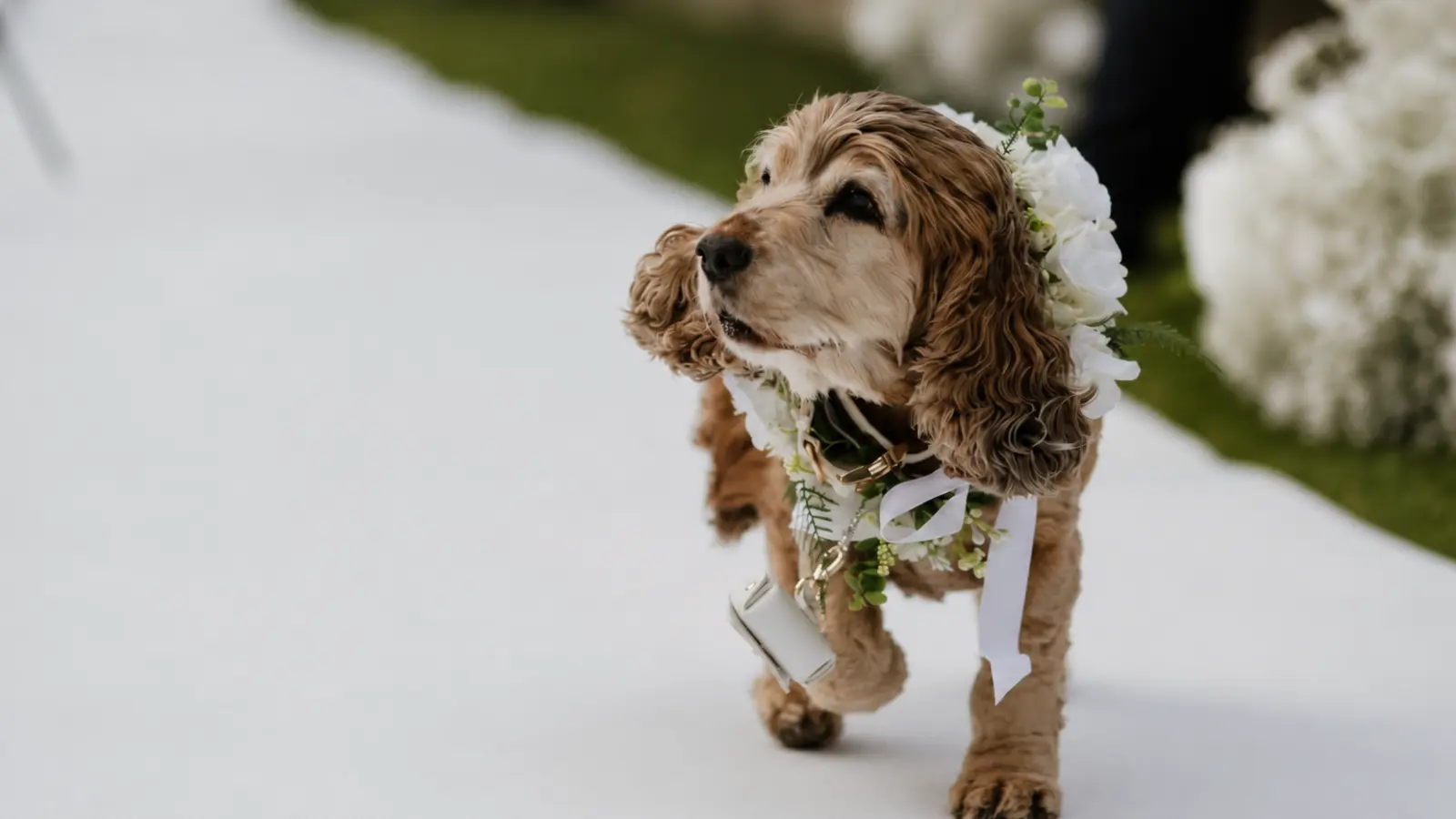 Cocker spaniel wearing a white floral collar during the wedding ceremony How to Include Your Pet in Your Wedding