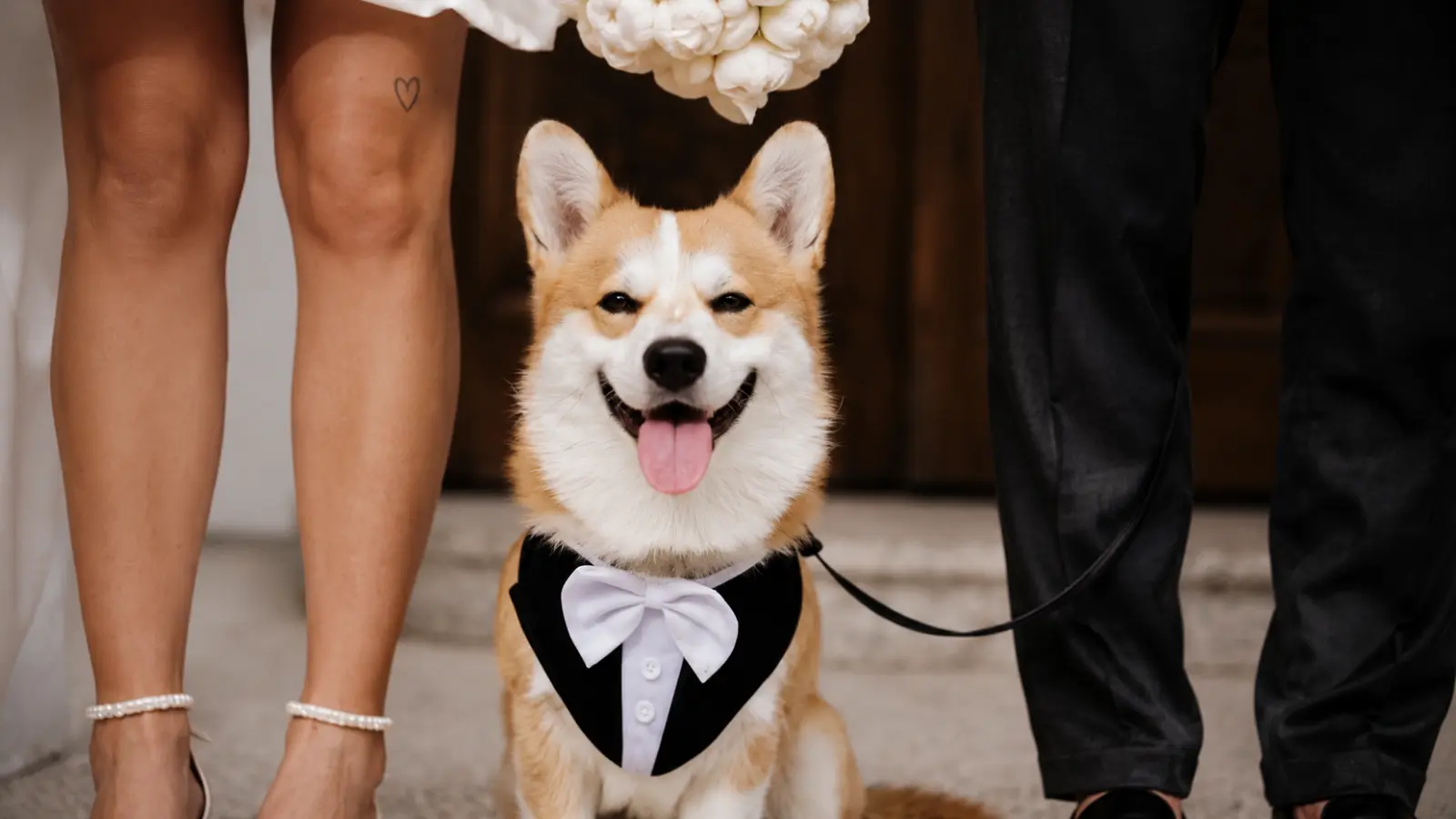 Wedding Photos With Pets: Poses, Timing and Tips That Actually Work