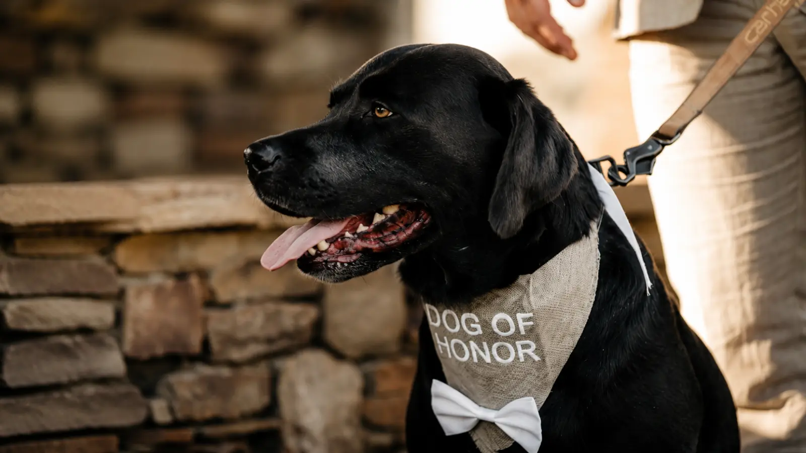 Wedding Pet Attendant: What They Do and When You Need One