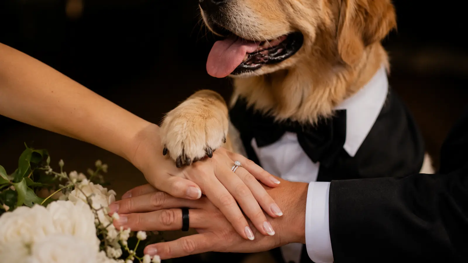 Golden retriever resting a paw on the bride and groom's hands during a wedding photo Wedding Photos With Pets