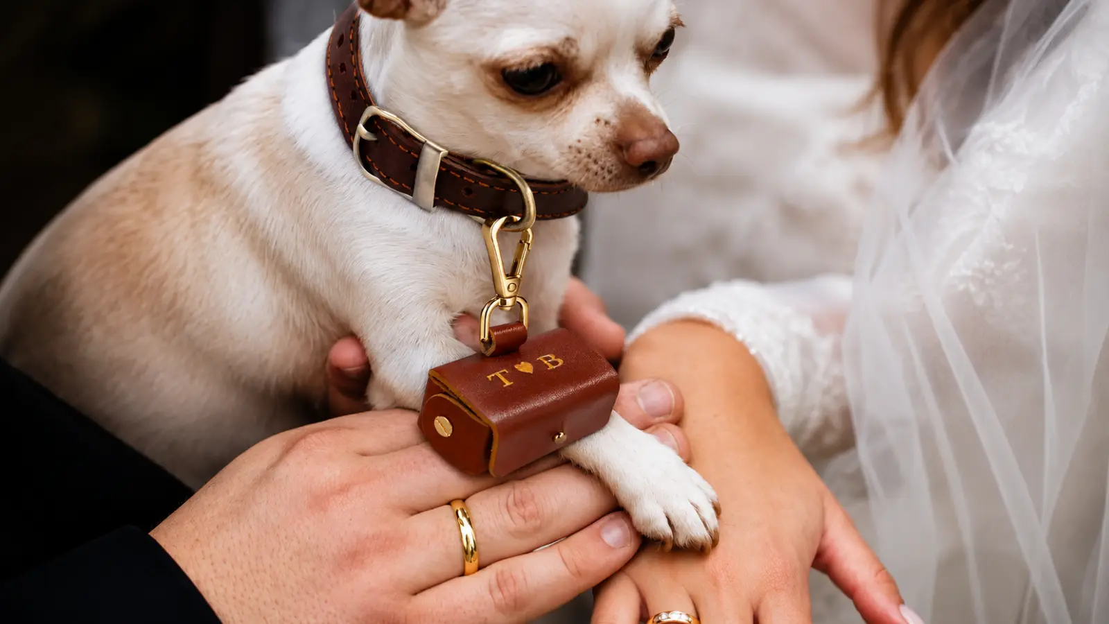 Dog Ring Bearer: How to Include Your Pet in the Ceremony
