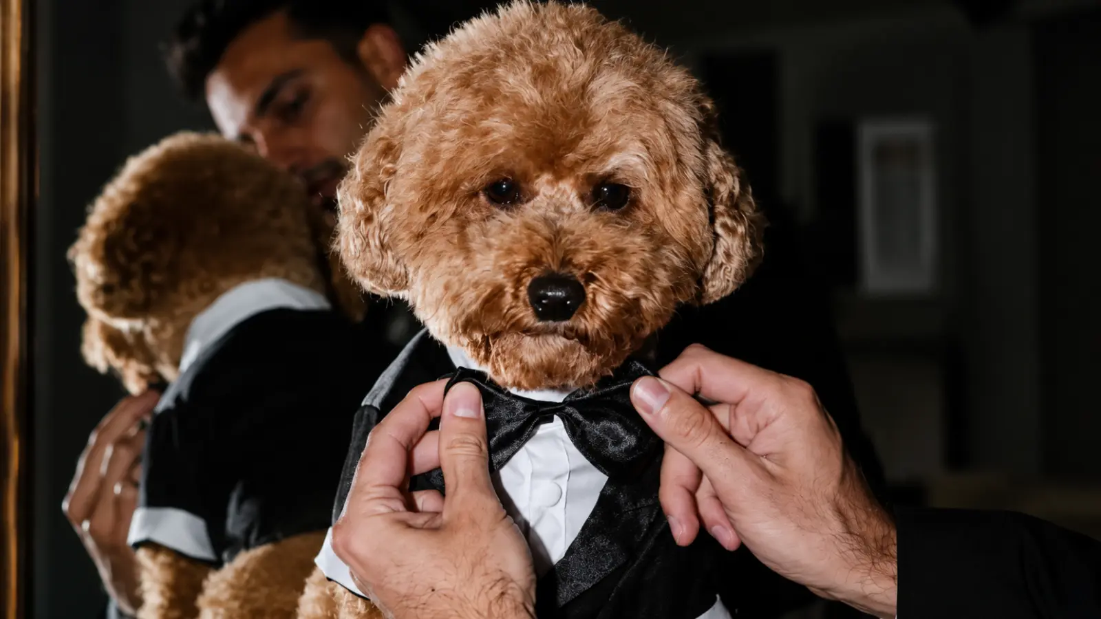 Dog wearing a tuxedo while someone adjusts its bow tie before the wedding Pets at Weddings