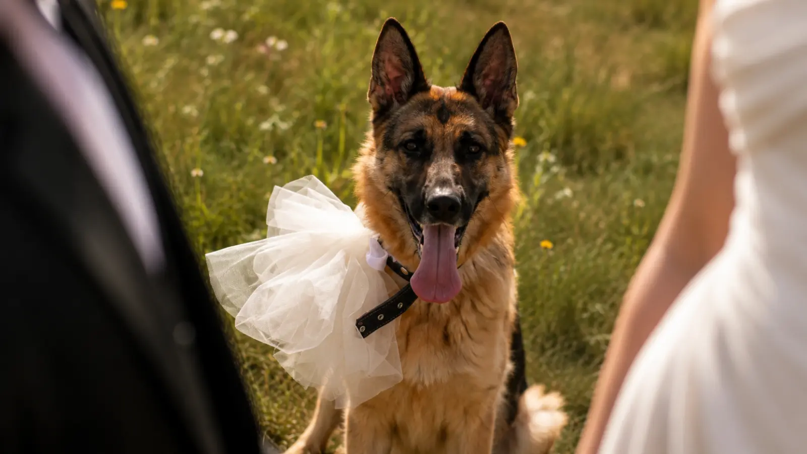 How to Include Your Pet in Your Wedding: Ceremony, Photos and Meaningful Ideas