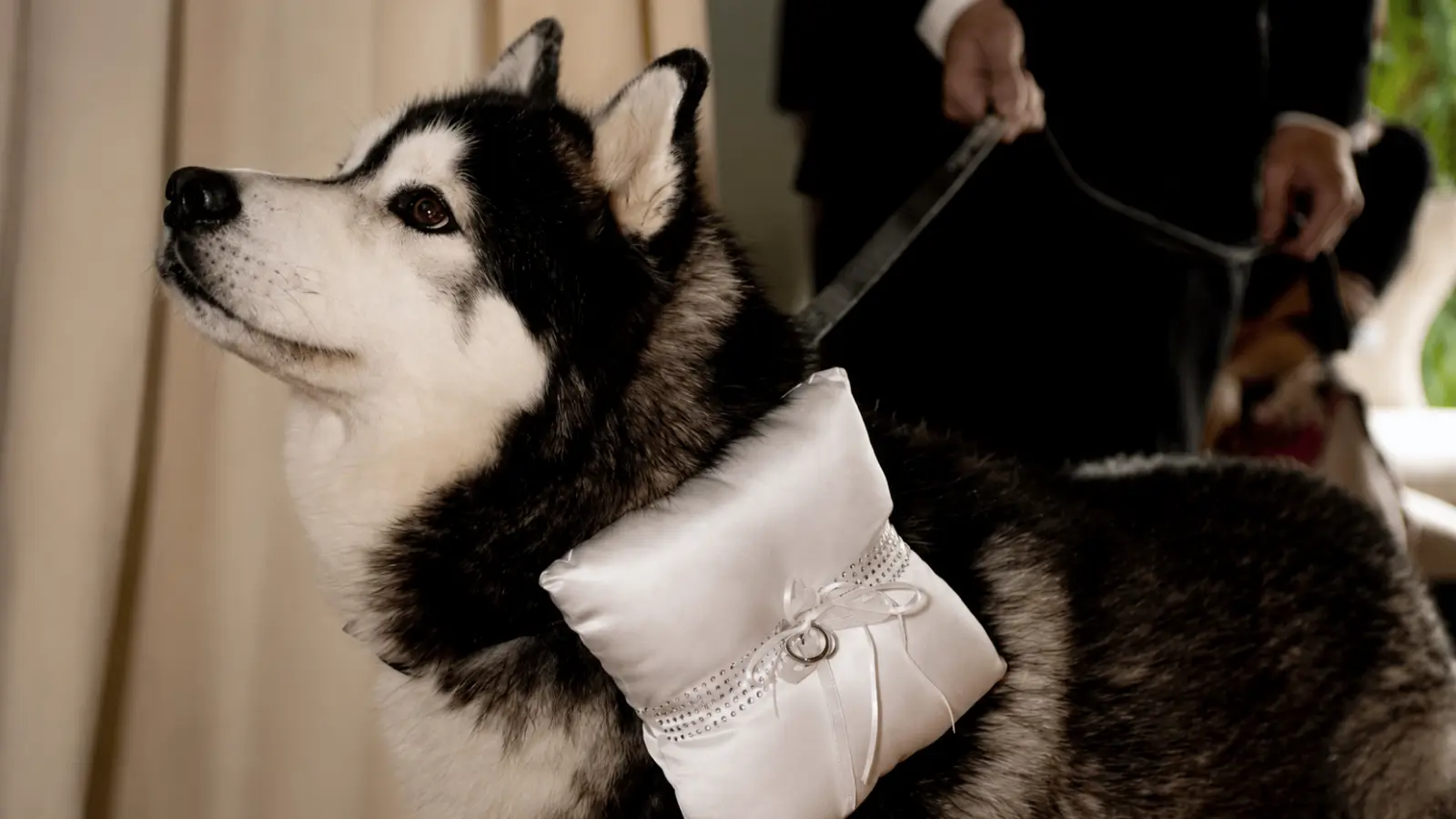 Husky wearing a white ring pillow prepared to carry the wedding rings