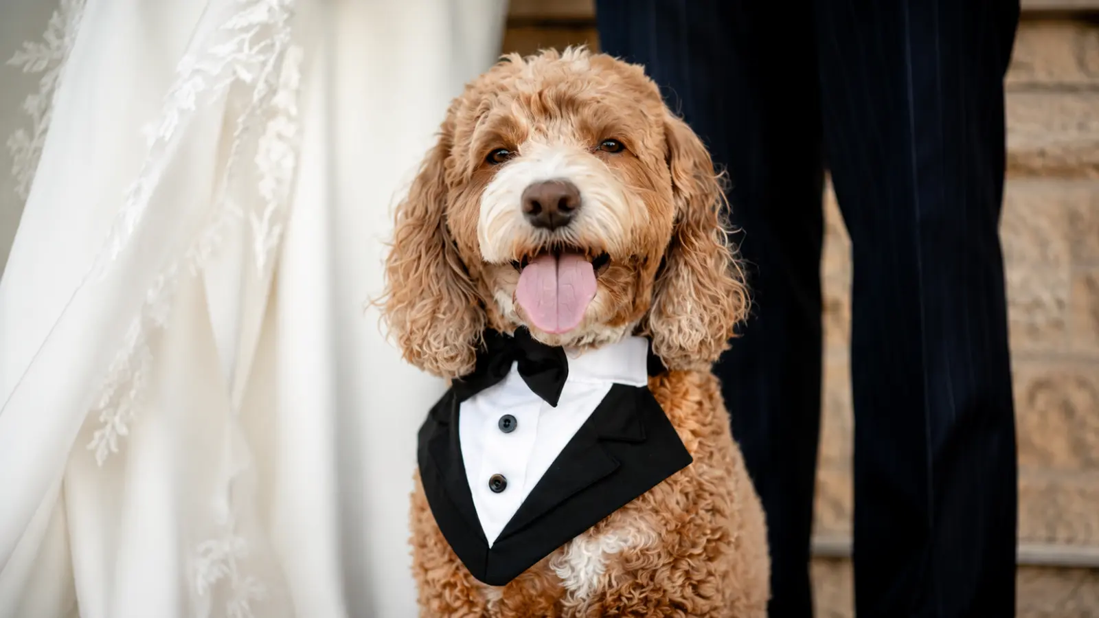 Labradoodle wearing a tuxedo while standing beside the bride and groom