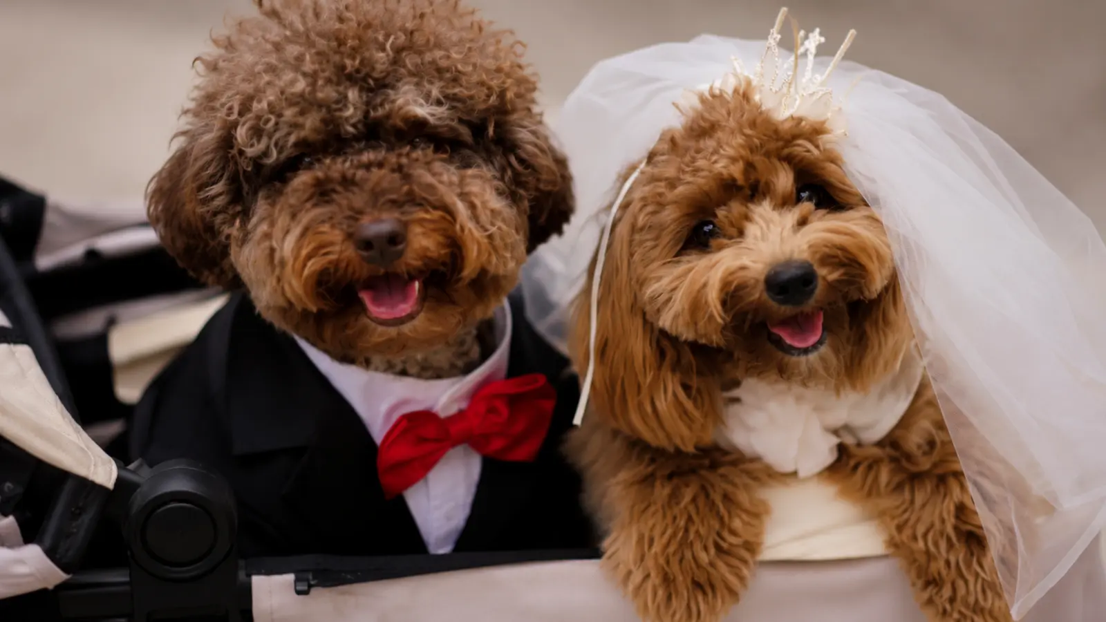 Two small dogs dressed in matching bride and groom wedding attire