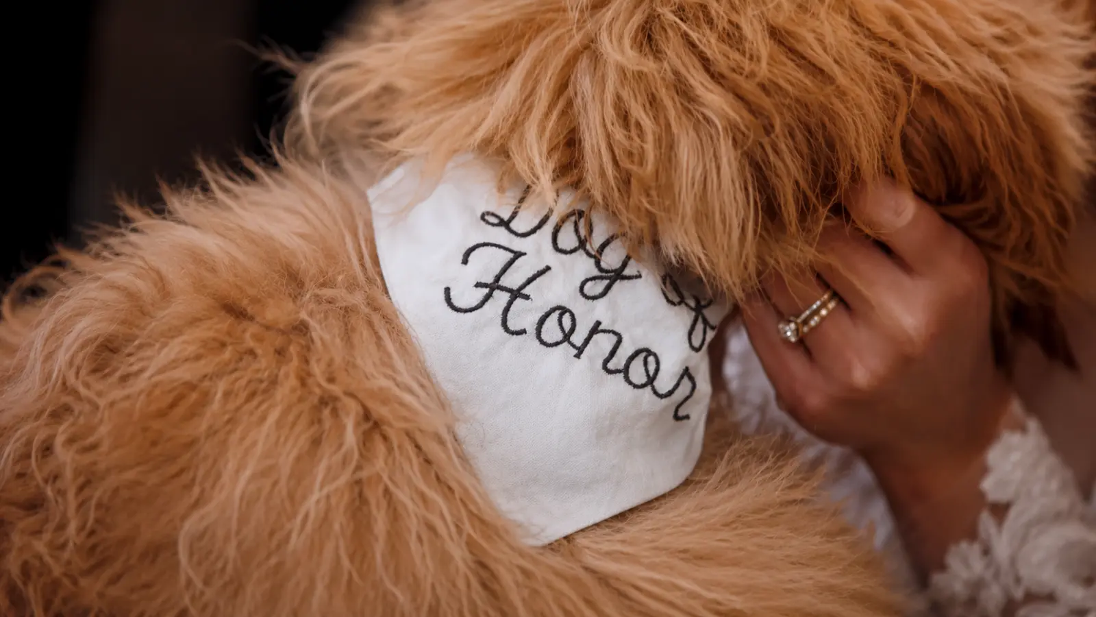 Close-up of a personalized embroidered wedding bandana on a fluffy dog pet wedding attire