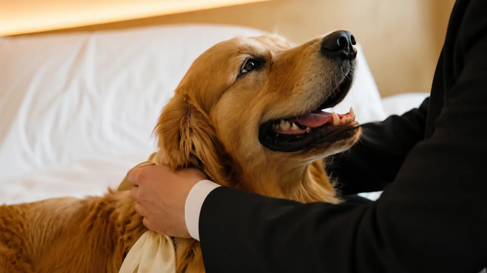 Pet attendant gently calming a golden retriever before the wedding pet attendant ceremony