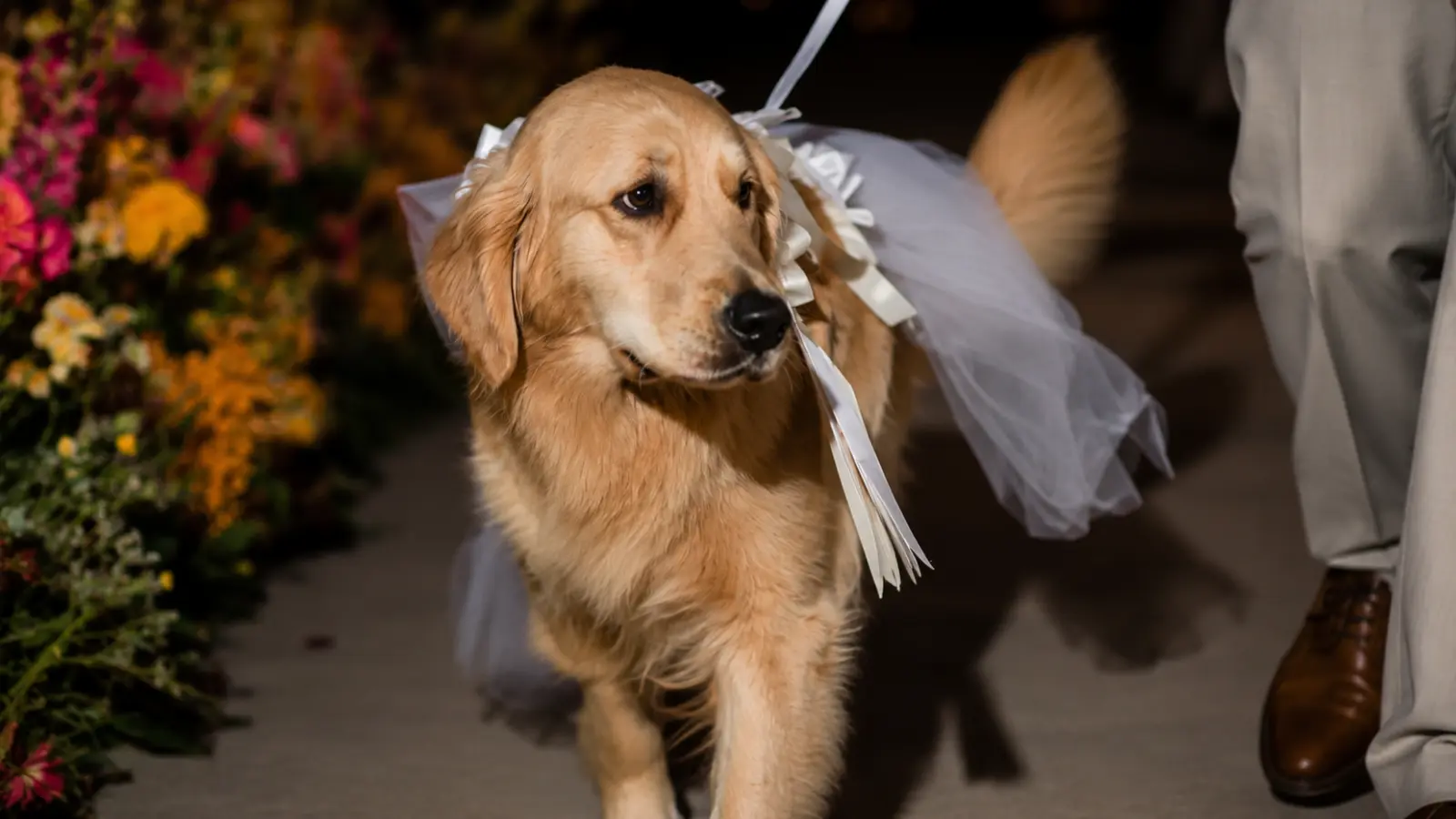 Golden retriever wearing wedding accessories while walking beside a pet attendant