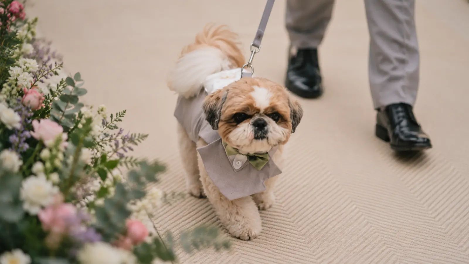 Small dog in formal wedding attire walking down the ceremony aisle