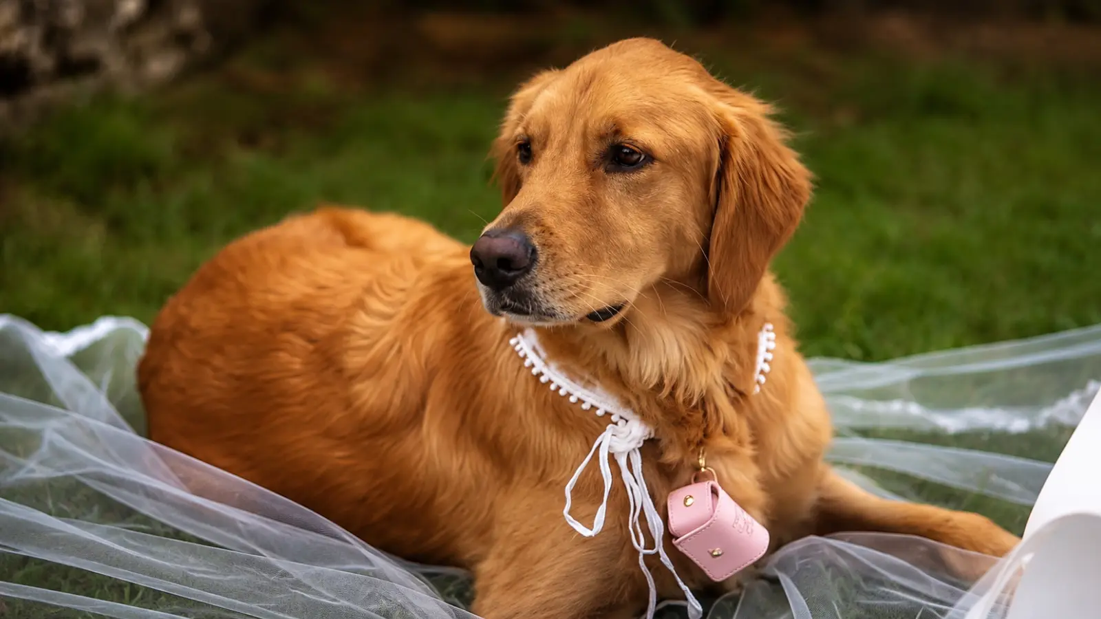 Golden retriever resting on the grass while wearing elegant wedding accessories