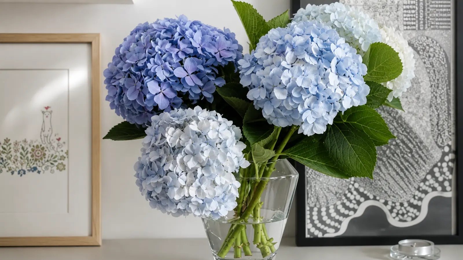 Large blue and white hydrangea blooms arranged in a clear glass vase with fresh green leaves