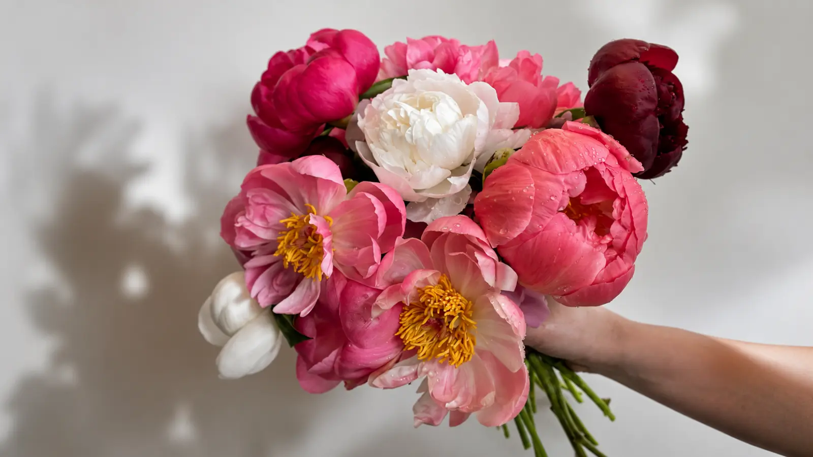 Close-up of a hand holding a bouquet with coral, blush, white, and burgundy peonies in full bloom