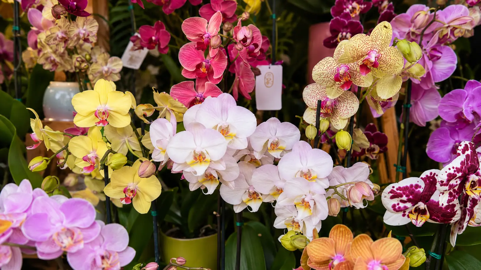 Display of white, pink, yellow, purple, and patterned orchid wedding bouquets in a flower shop