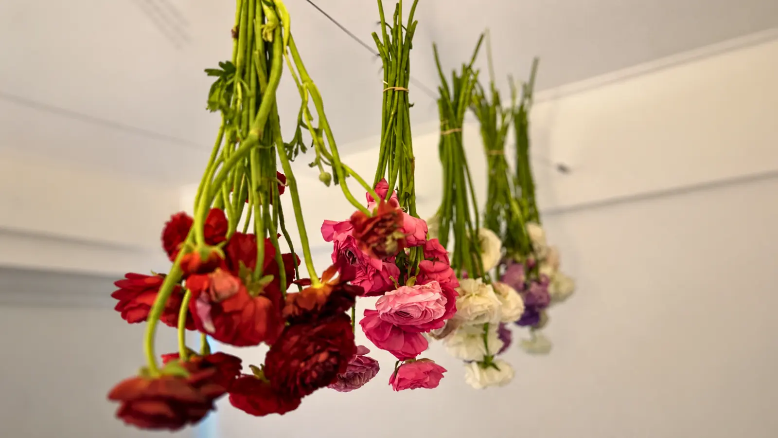 Red, pink, white, and purple wedding flowers hanging upside down by their stems to dry indoors