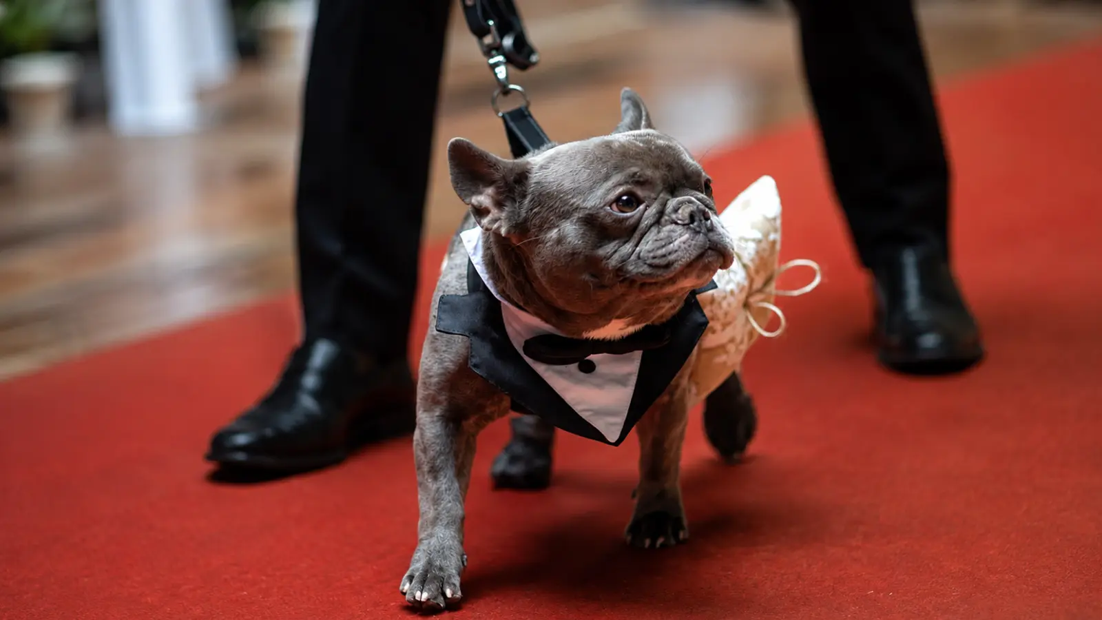 French bulldog dressed in a tuxedo-style wedding outfit with a ring pillow attached as a unique pet ring bearer idea