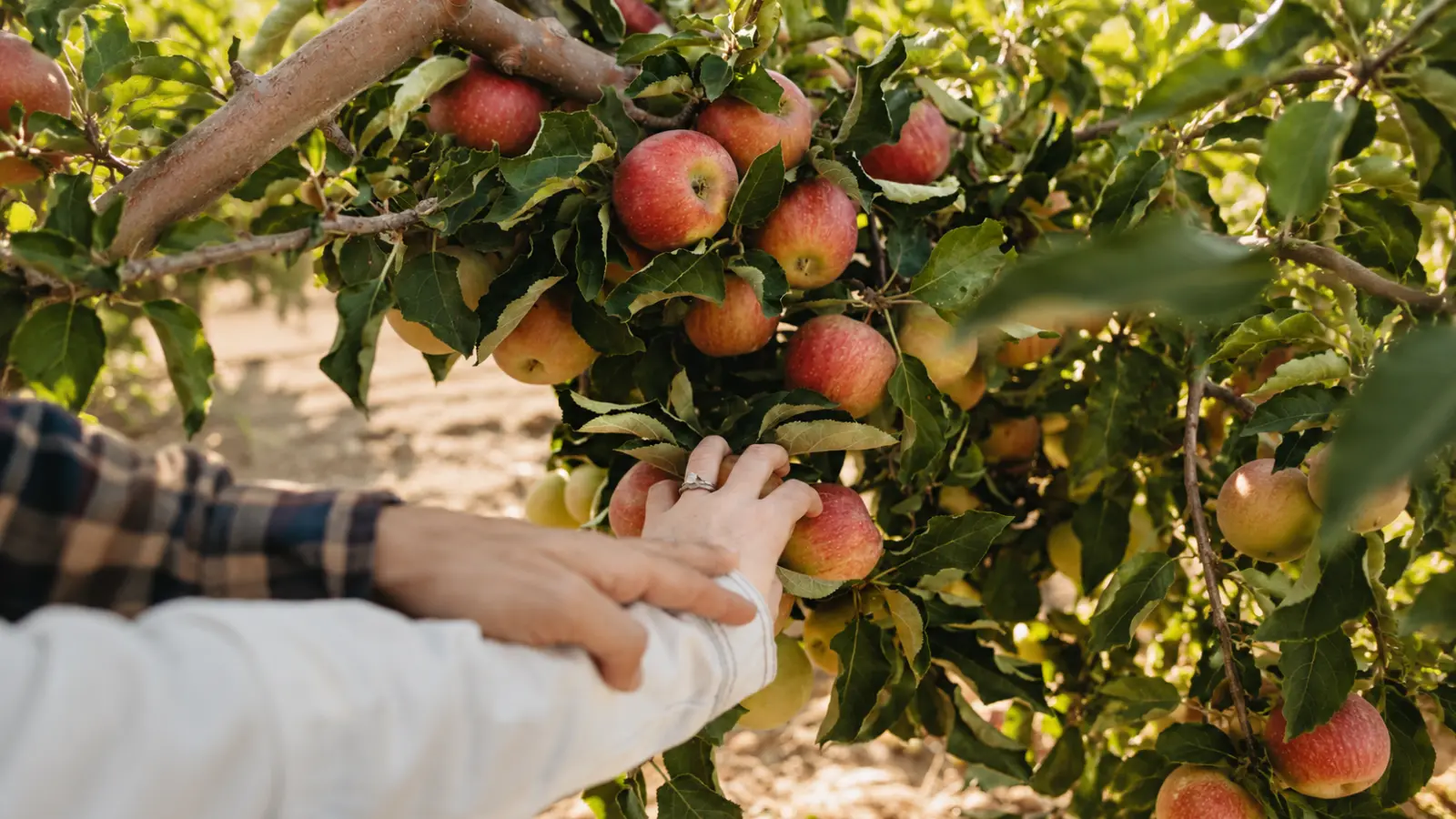 Couple picking ripe apples together in an orchard, illustrating a fruit-inspired experience for celebrating the traditional fourth wedding anniversary theme